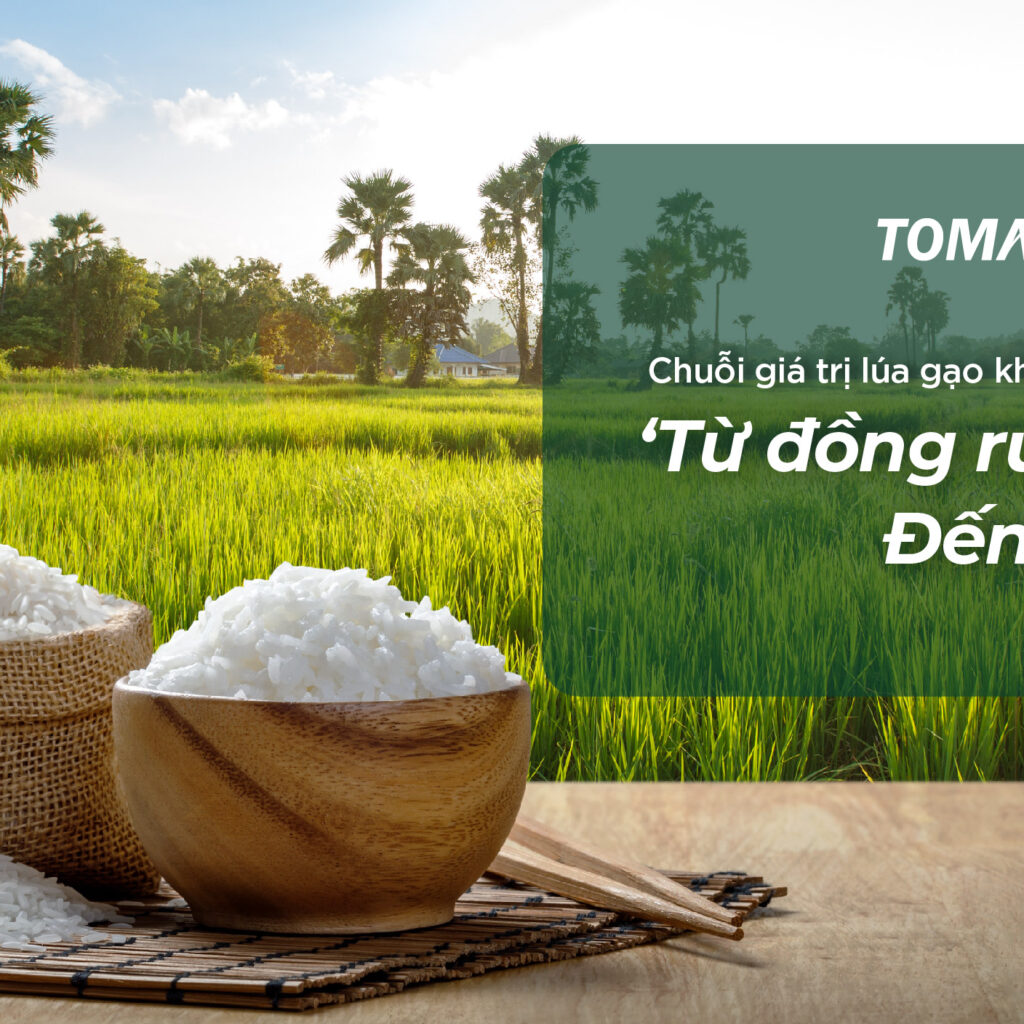 tomax holding với quy trình trồng lúa khép kín tạo ra bữa ăn ngon