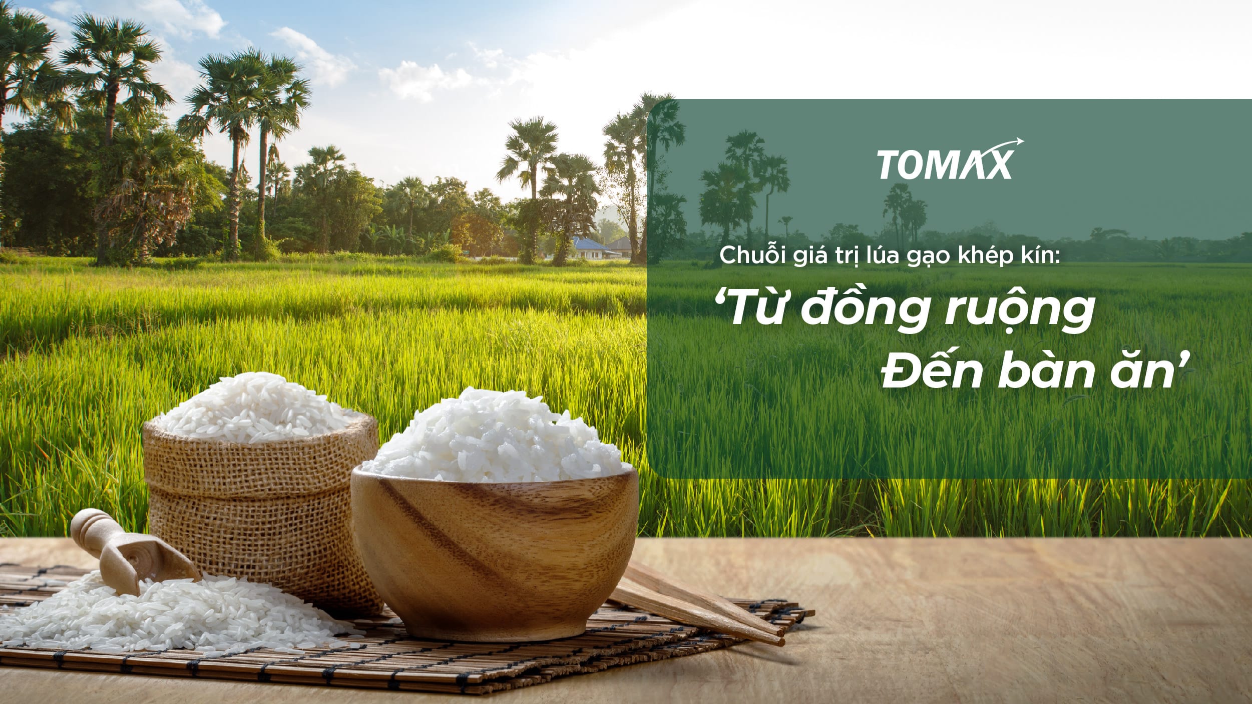 tomax holding với quy trình trồng lúa khép kín tạo ra bữa ăn ngon