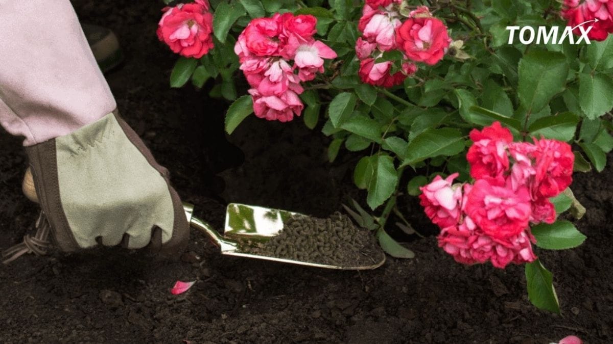 cách làm phân bón hữu cơ cho hoa hồng