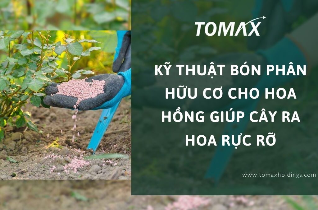 Kỹ thuật bón phân hữu cơ cho hoa hồng giúp cây ra hoa rực rỡ 1 bón phân hữu cơ cho hoa hồng