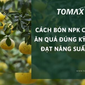 cách bón npk cho cây ăn quả