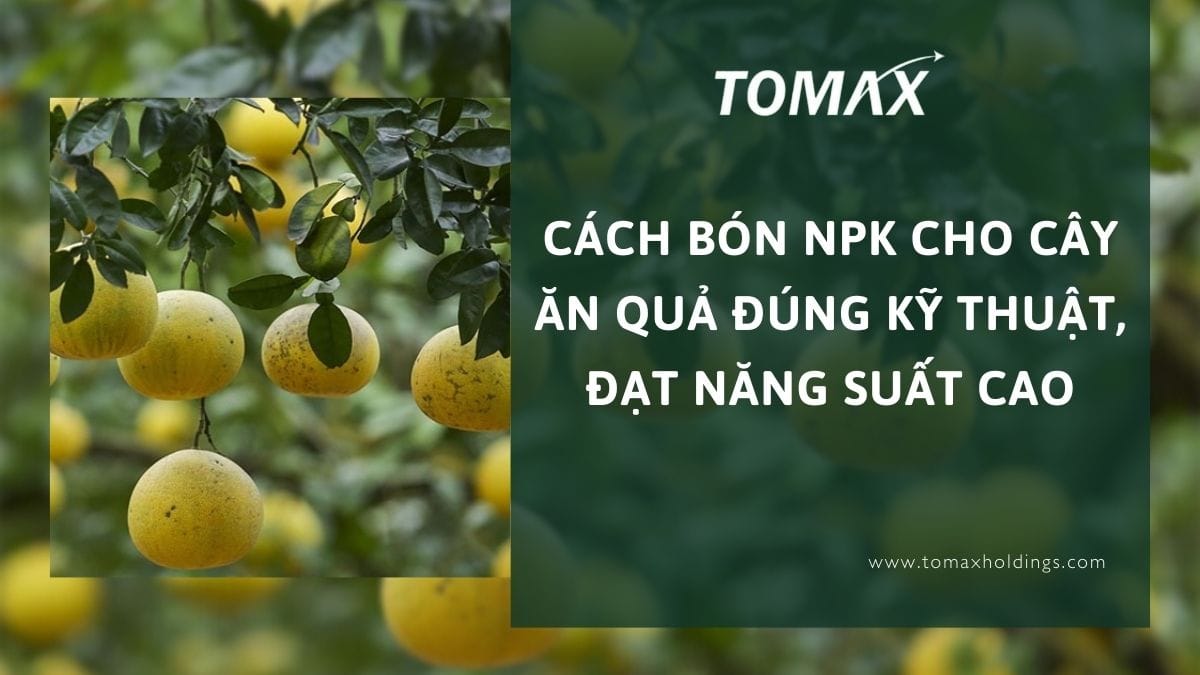 cách bón npk cho cây ăn quả