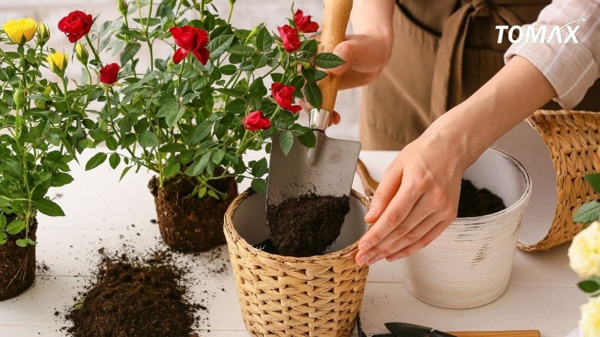 bón phân hữu cơ cho hoa hồng trong chậu