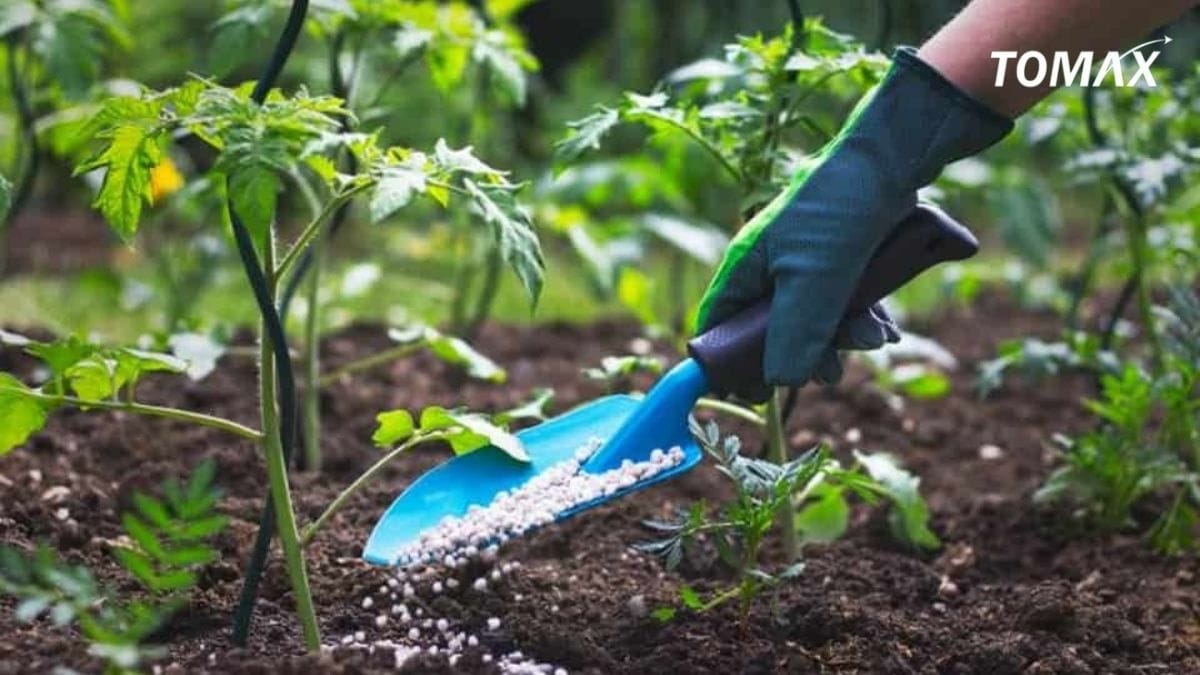 kỹ thuật bón phân hữu cơ chuẩn