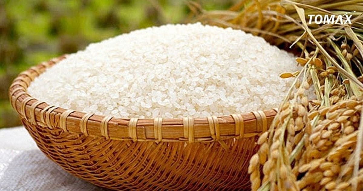 công dụng của gạo 504 mới