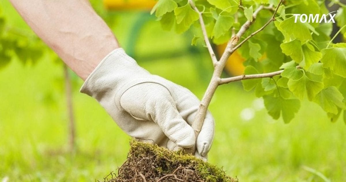 nên chăm sóc cây trồng khi nào