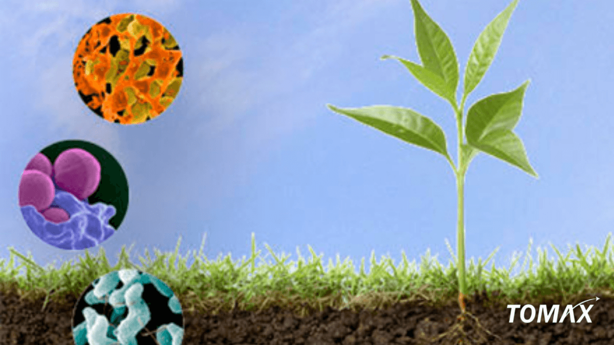 phân loại vi khuẩn cố định đạm