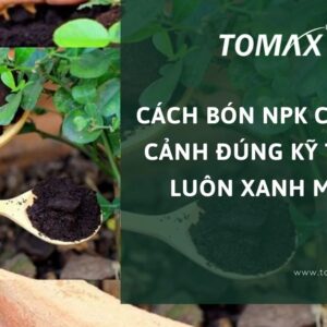 cách bón npk cho cây cảnh