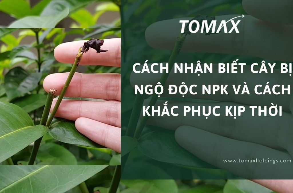 Cách nhận biết cây bị ngộ độc NPK và cách khắc phục kịp thời 1 cây bị ngộ độc npk