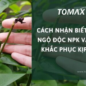 cây bị ngộ độc npk