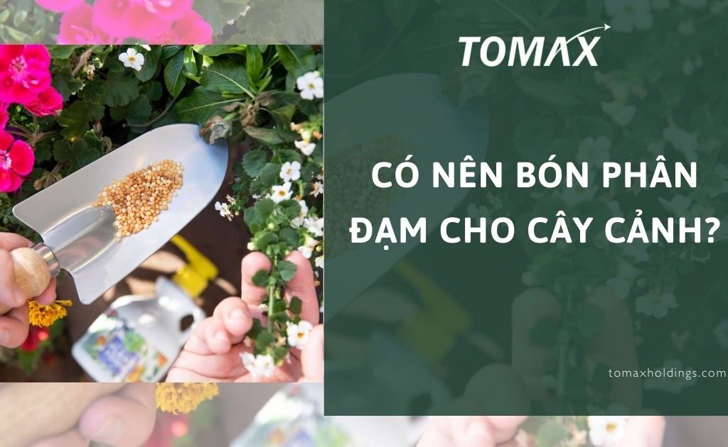 Có nên bón phân đạm cho cây cảnh? Cách bón phân đạm cho cây cảnh 1 có nên bón phân đạm cho cây cảnh