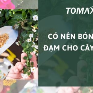 có nên bón phân đạm cho cây cảnh