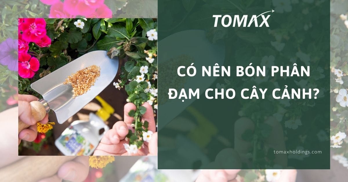 có nên bón phân đạm cho cây cảnh