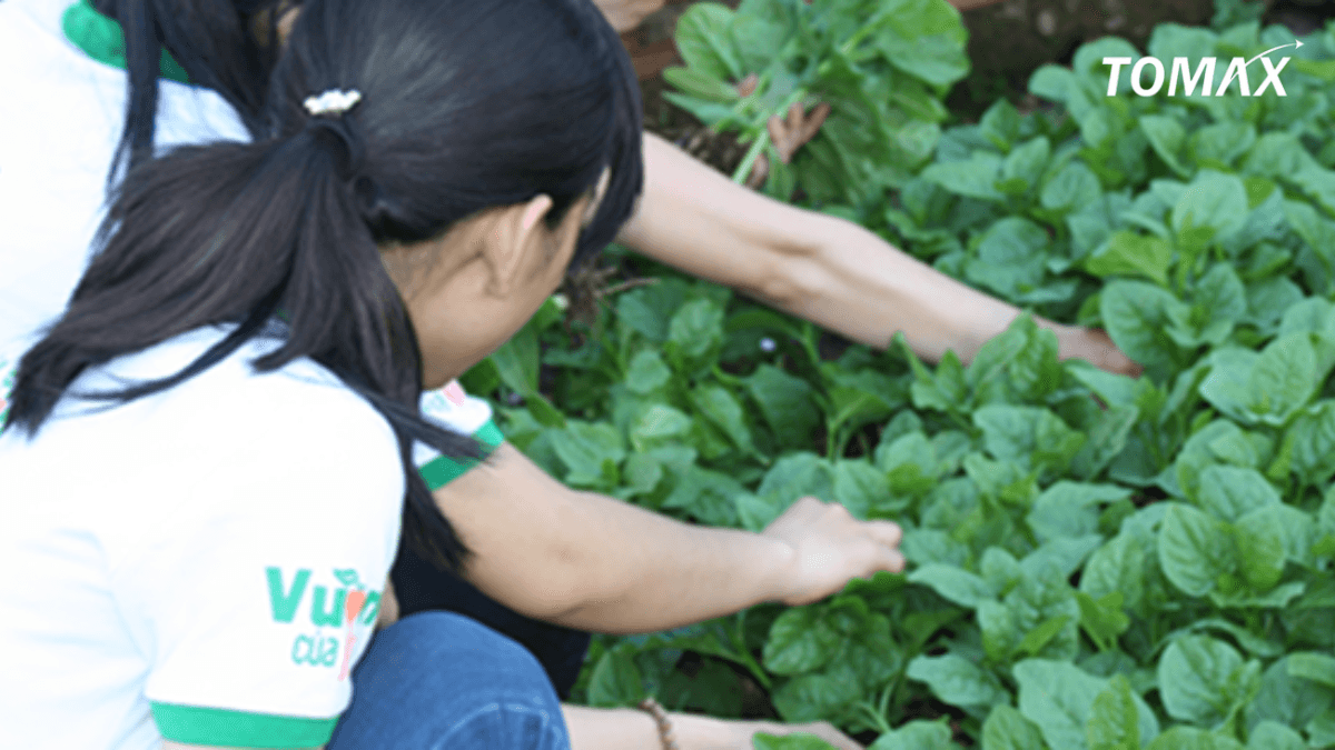 cửa hàng rau organic tại hcm