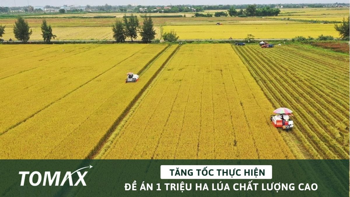 Đề án 1 triệu ha lúa
