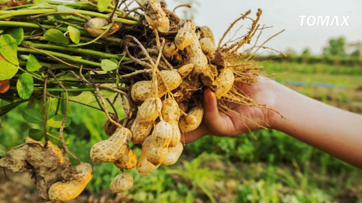 cách sử dụng phân vi sinh cố định đạm