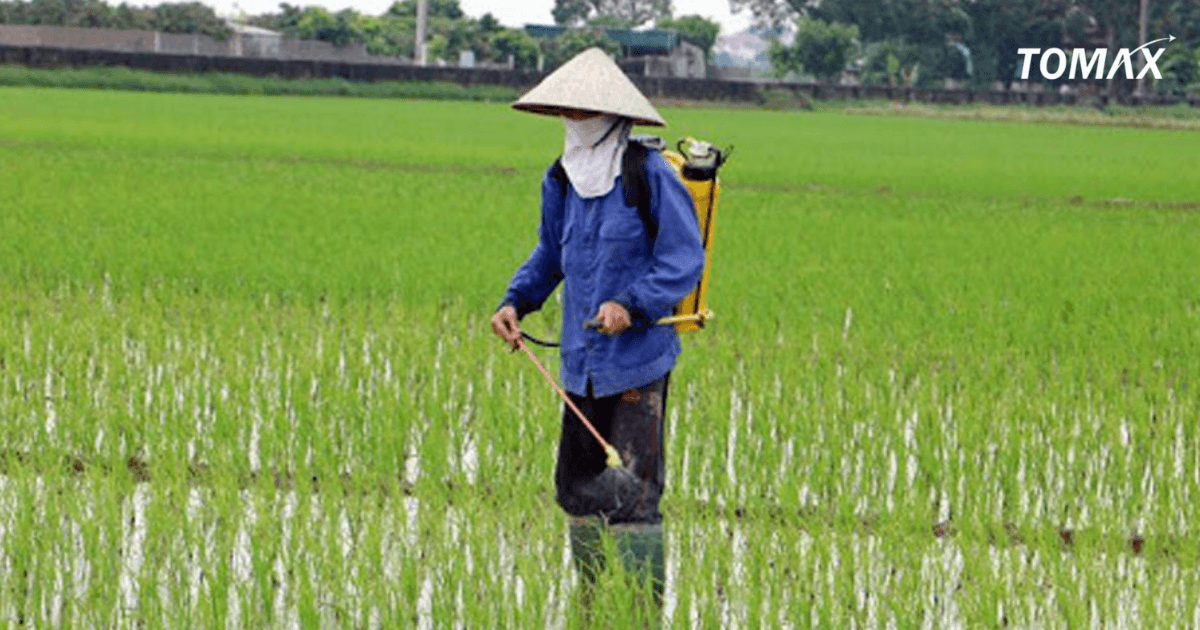 hướng dẫn cách tưới phân lân cho cây