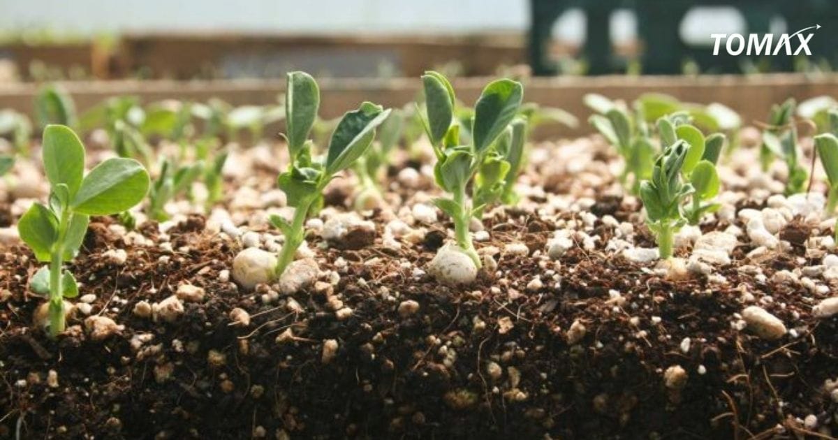 ưu và nhược điểm của phân hóa học