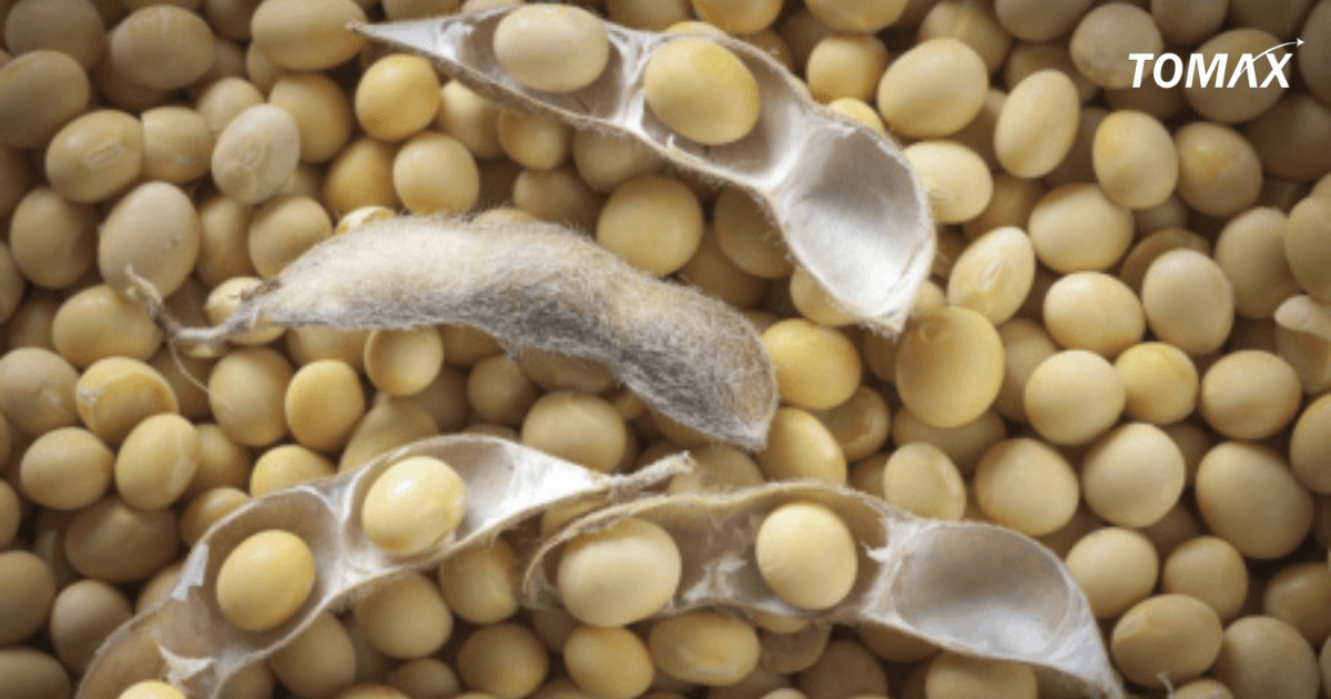 ủ bánh dầu cần lưu ý gì