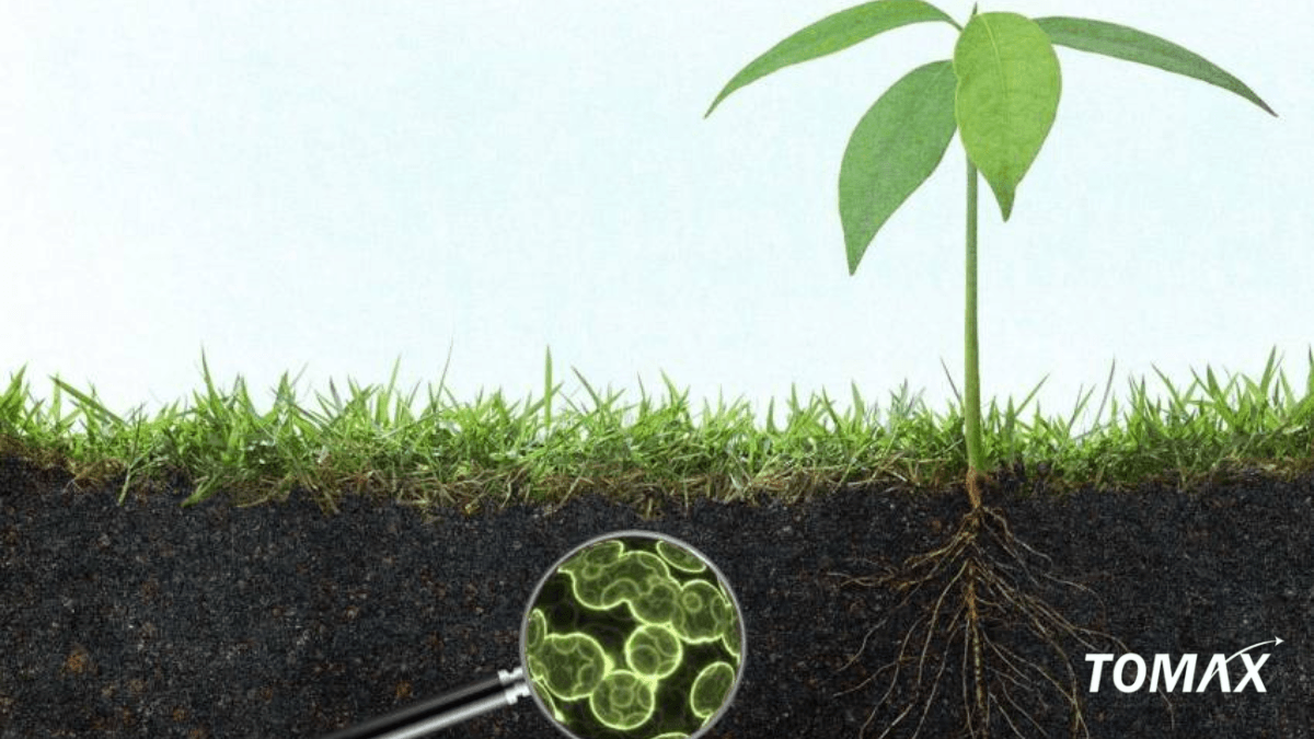 hạn chế khi sử dụng phân bón cố định đạm