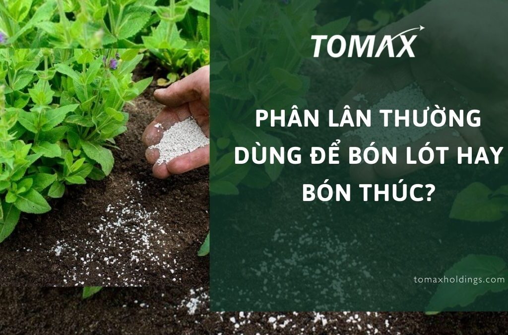 phân lân thường dùng để bón lót hay bón thúc