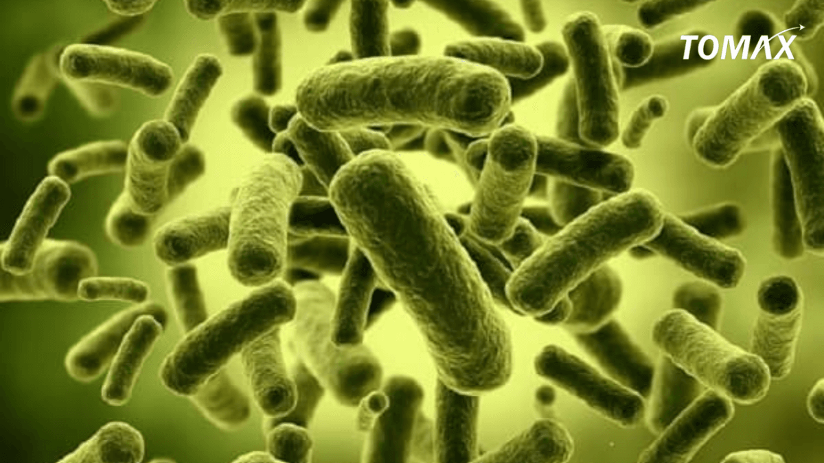 đặc điểm của phân bón vi sinh cố định đạm