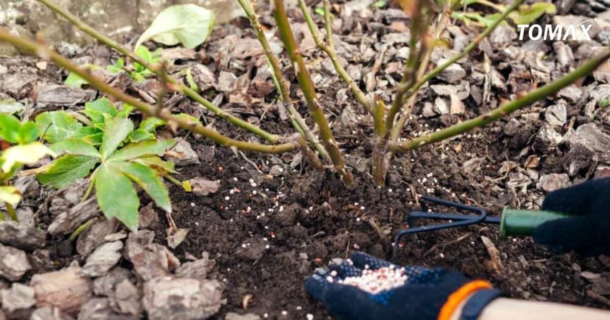 so sánh phân hóa học và phân hữu cơ