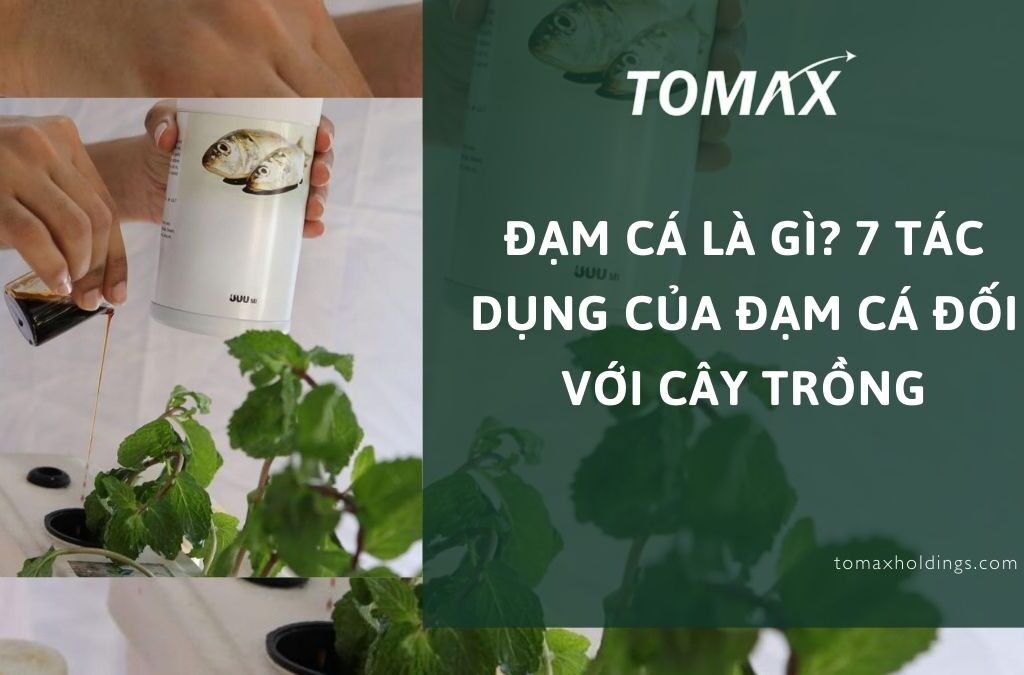 Đạm cá là gì? 7 tác dụng của đạm cá đối với cây trồng 1 tác dụng của đạm cá đối với cây trồng