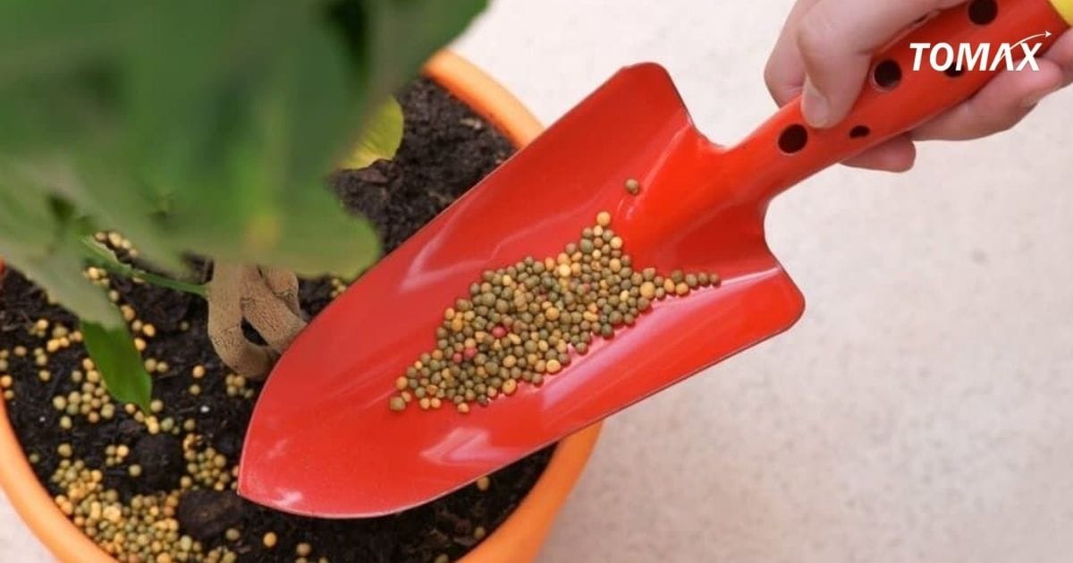 bón nhiều phân đạm cây bị gì