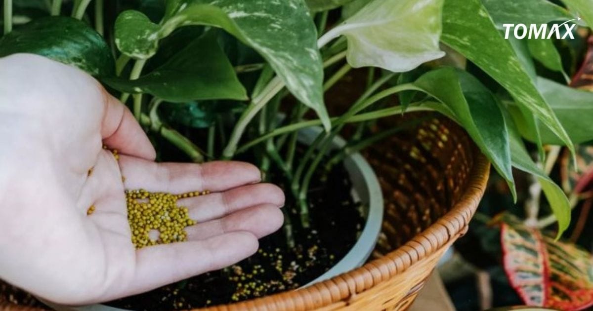 có nên tưới đạm cho cây cảnh