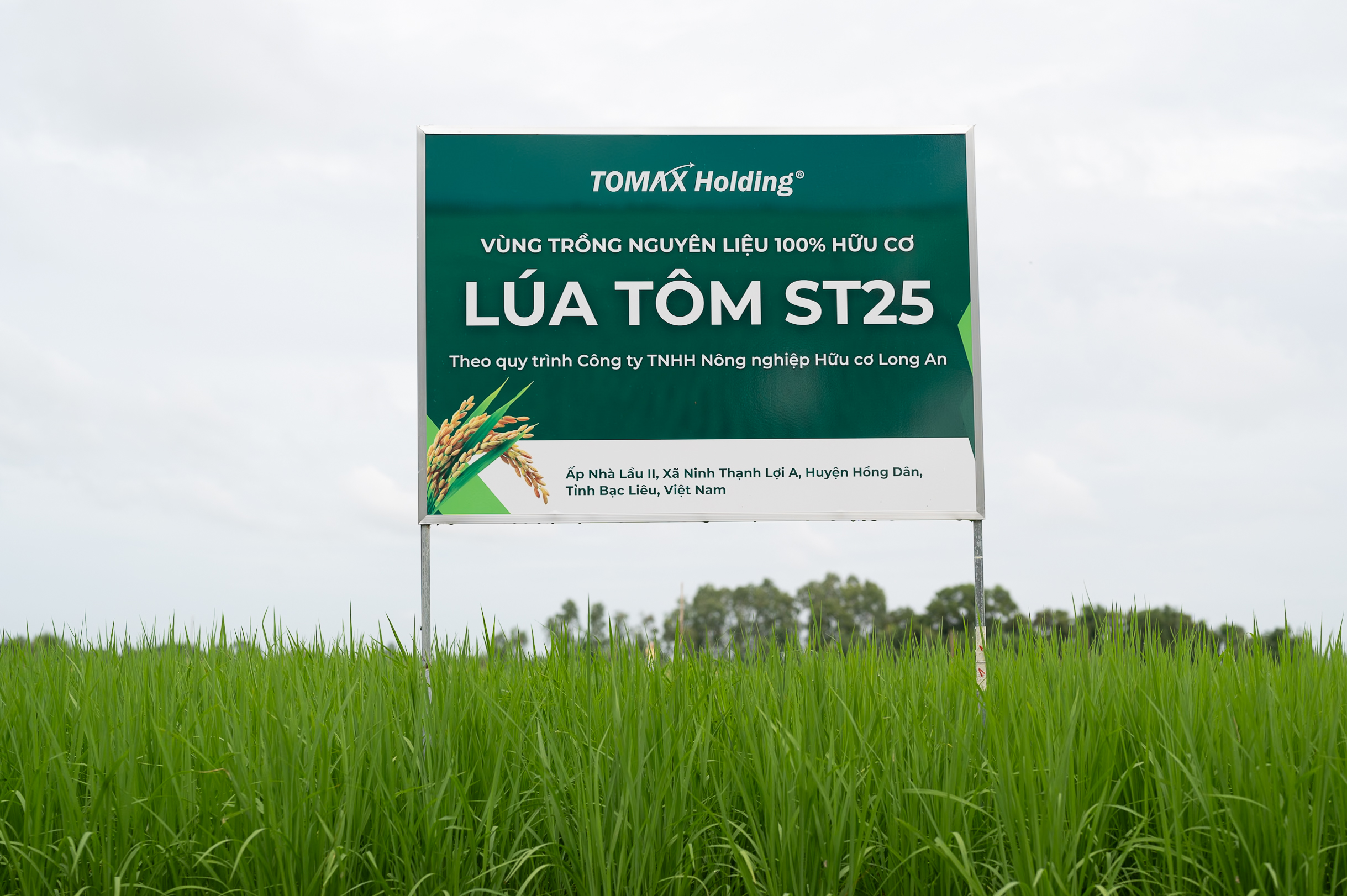 địa chỉ mua gạo ST25 lúa tôm 