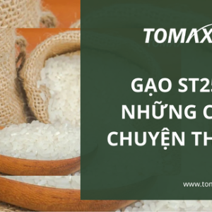 Những câu chuyện về gạo ST25