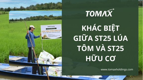 Gạo ST25 lúa tôm