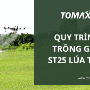 quy trinh trong gao st25 lua tom