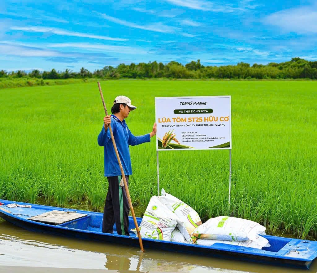 Gạo ST25 lúa tôm