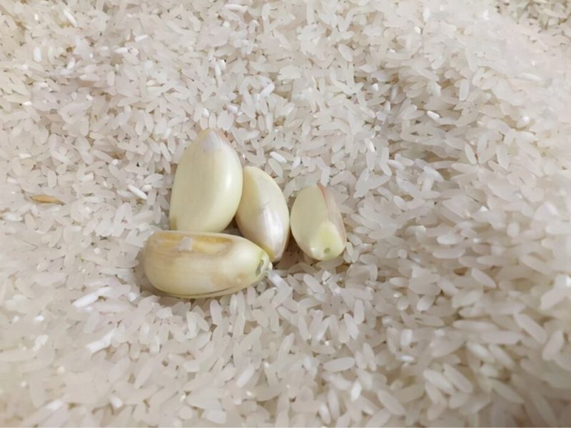 Cách ngăn ngừa mọt gạo