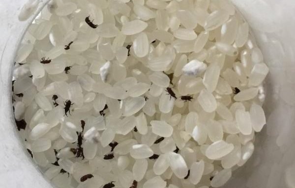 Xử lý cấp tốc mọt gạo