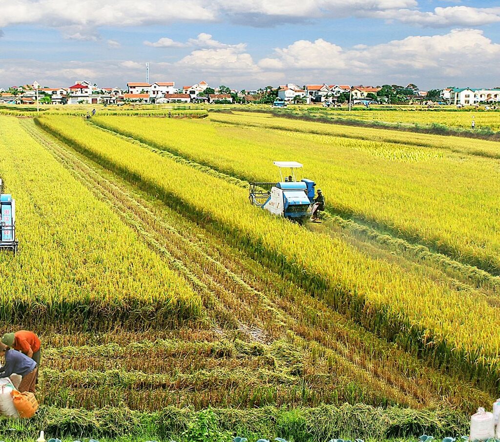 Toàn cảnh thị trường lúa gạo Việt Nam năm 2025: Một năm điều chỉnh, phân hóa và tái định vị giá trị 6 thi-truong-lua-gao-6