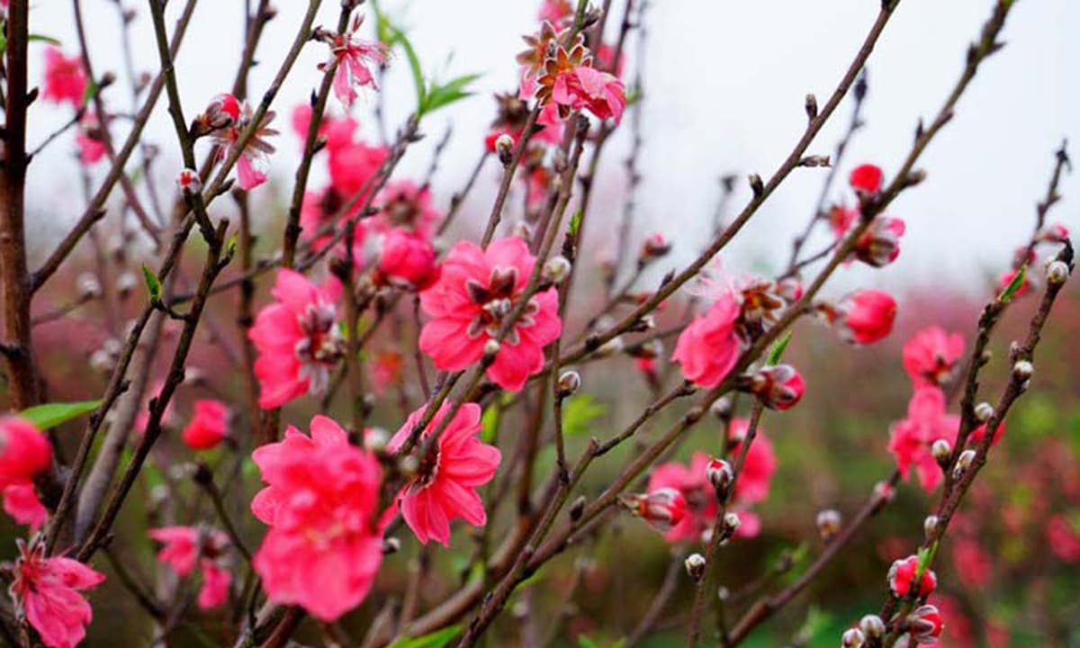 lap xuan bbfd ngoisaovn w1200 h720