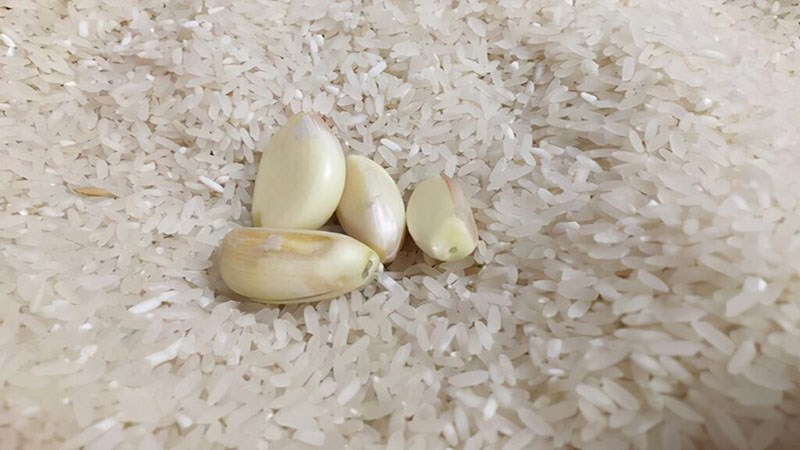 gao bi moc nhu the nao cach nhan biet gao moc va cach bao 2